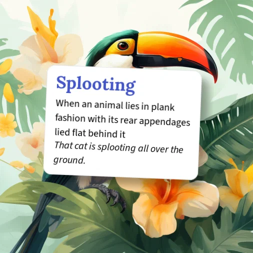Urban Dictionary: Splooting