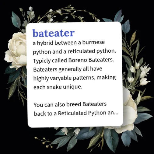 Beteater Python Urban Dictionary: beatmeater