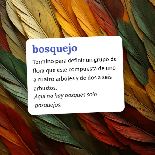 Bosquejo Example Urban Dictionary: bosquejo